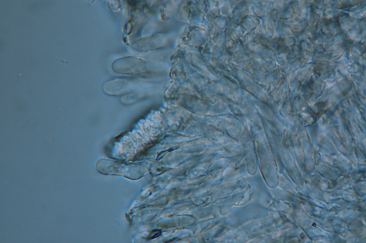 Ritrovamento n� 5 del 26-11-2011 (Irpex lacteus)